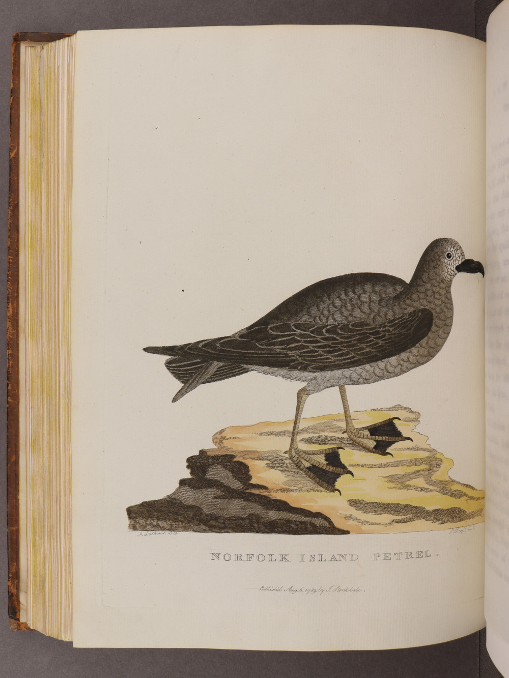 Plate 25